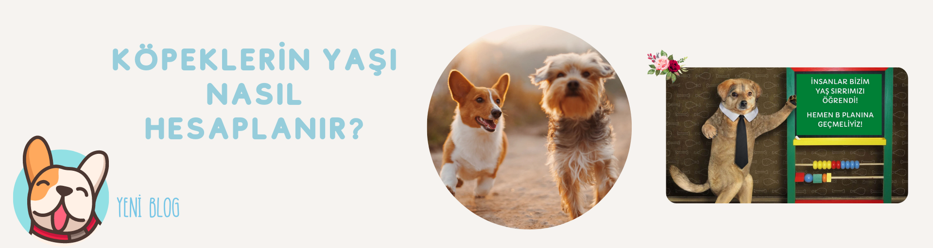 Köpeklerin Yaşı Nasıl Hesaplanır?